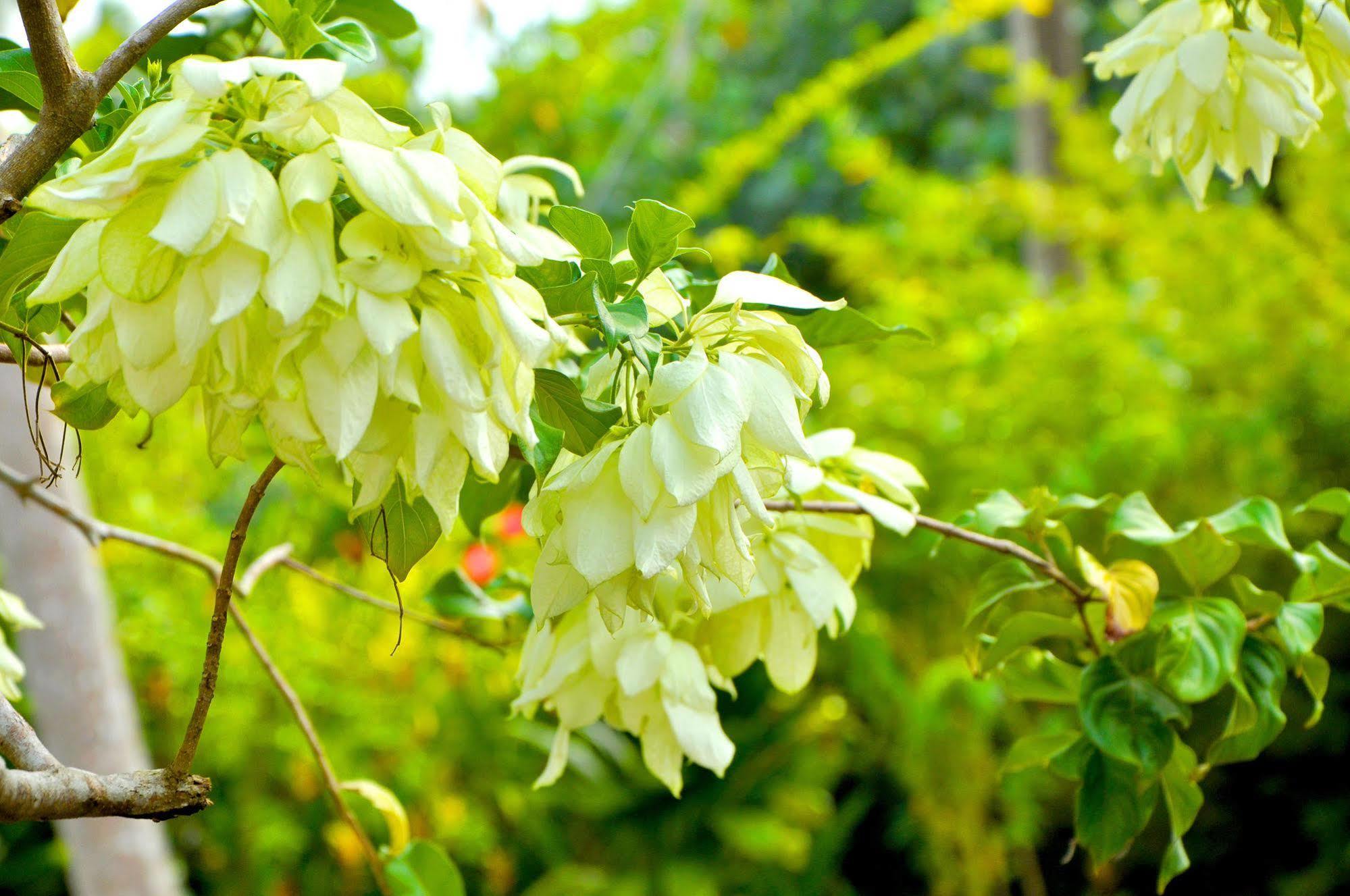 Sakura Villa Bentota Eksteriør bilde